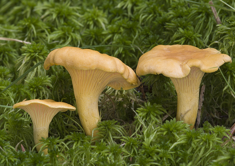 Cantharellus cibarius